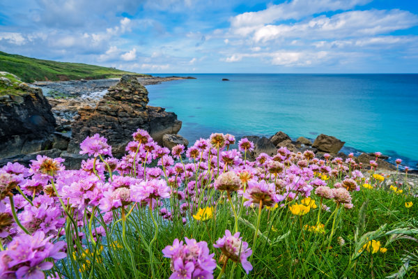 Cornwall view with purple flowers