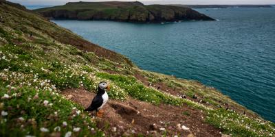 Puffin bird on the coast Puffin-bird-on-the-coast