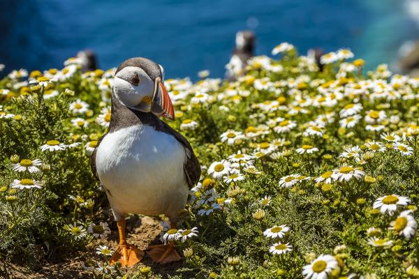 Puffin with fish in its beck on top of a cliff