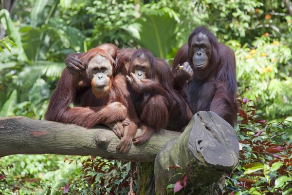 Monkey World, group of orangutans on a branch