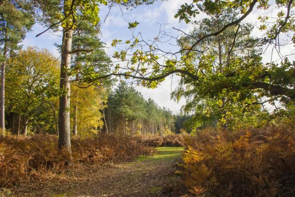 Path through Rendlesham Forest, near Blaxhall