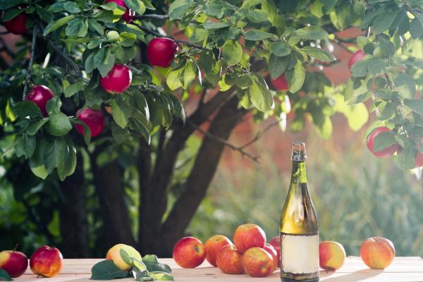 Cider is under the apple tree branch