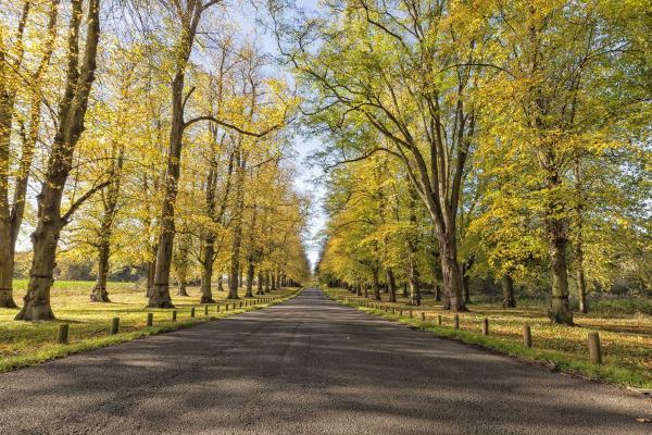 Clumber Park, tree lined avenue