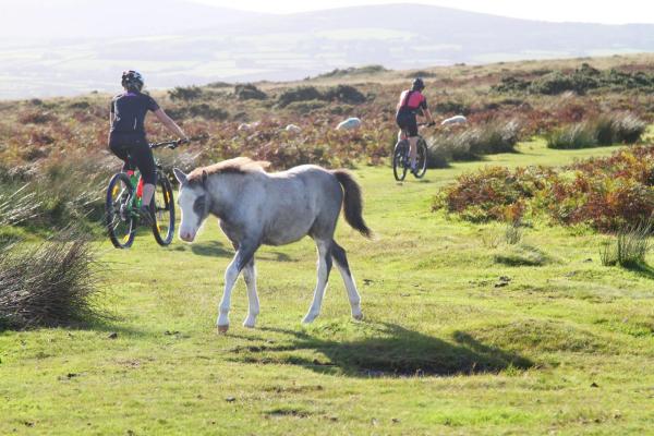 Mountain Biking in Conwy