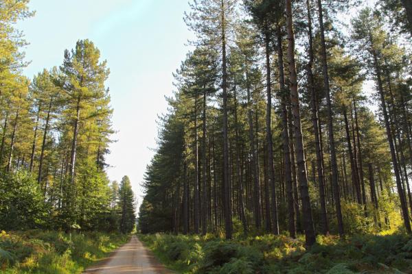 Sherwood Pines Country Park