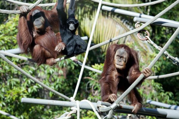 Newquay Zoo, image of Orangutans