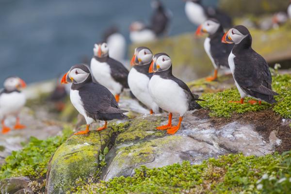 Farne Island