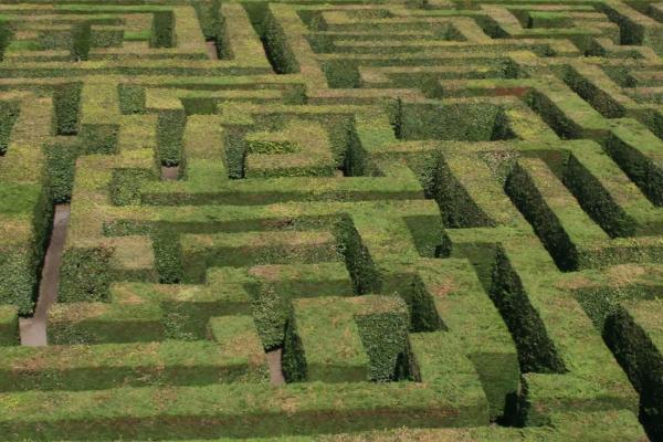 Maze of hedges