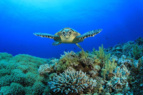 Blue Reef Aquarium