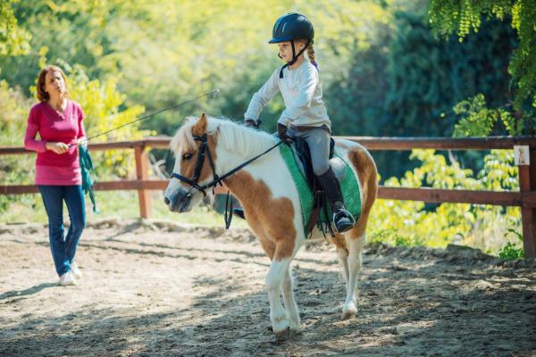 The Exmoor Pony Centre