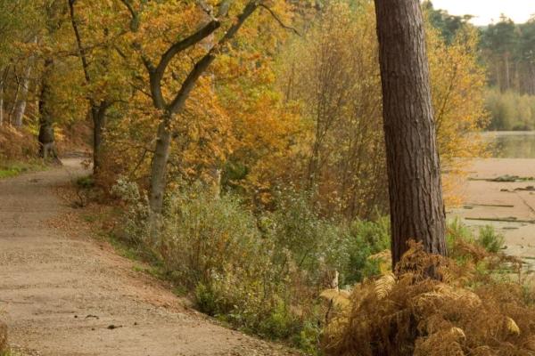 Delamere Forest