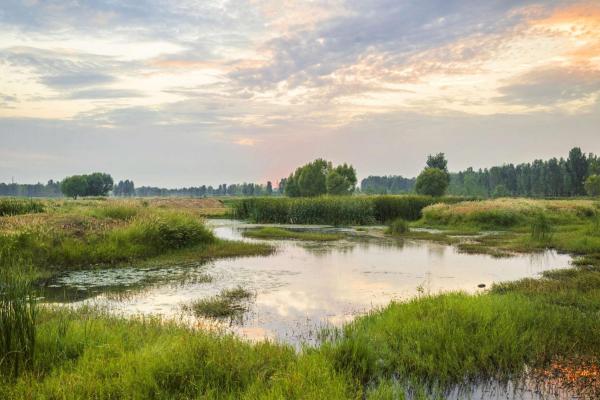 wetland