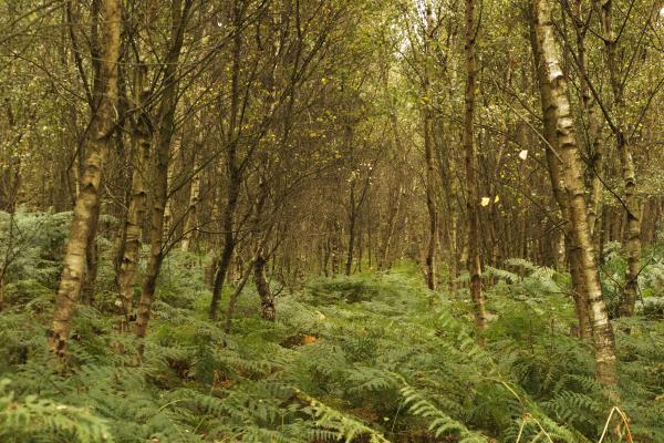 Rendlesham Forest