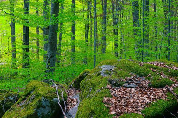 Greenwood Forest Park