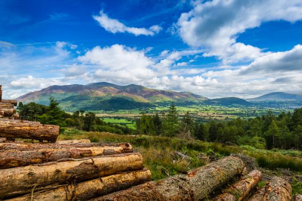 Whinlatter Forest 