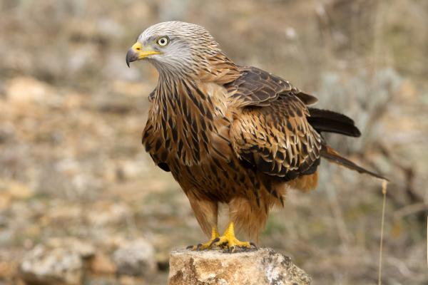 Red kite 