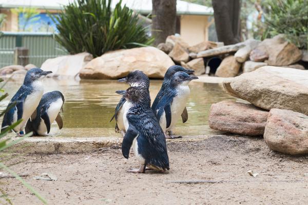 Group of penguins at a wildlife park