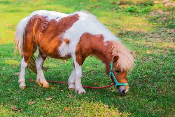 Miniature pony