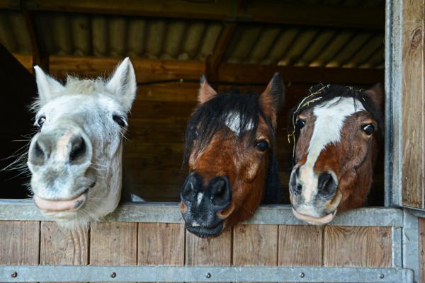 Snowdonia Riding Stables, horses looking over box edge