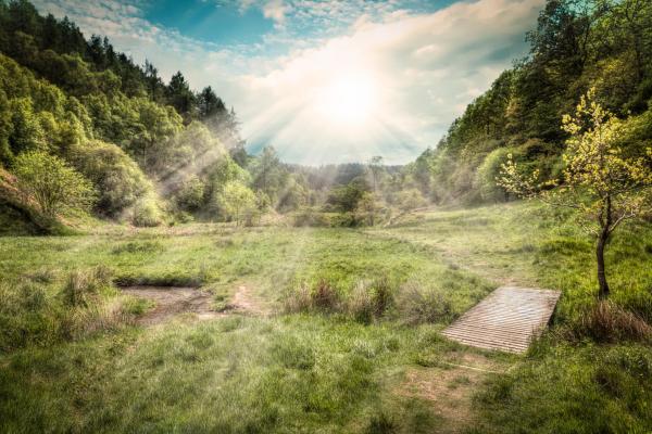 Dalby Forest 