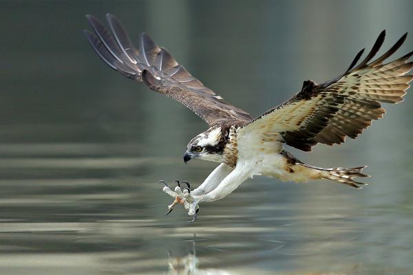 Osprey