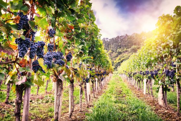 View of a vineyard at sunset