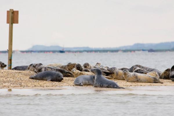 Seal colony in Norfolk