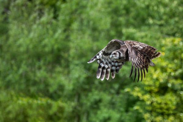 The Hawk Conservancy Trust