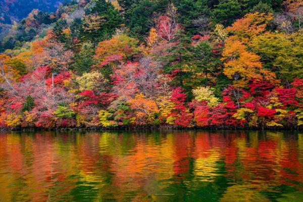 Autumn forest in the Lake District