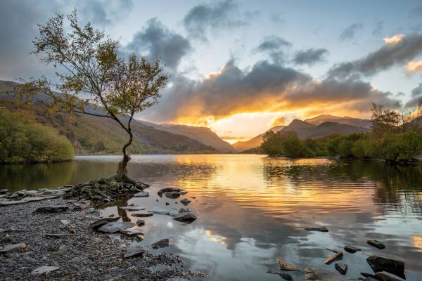 Snowdon lone tree at Llyn Padarn