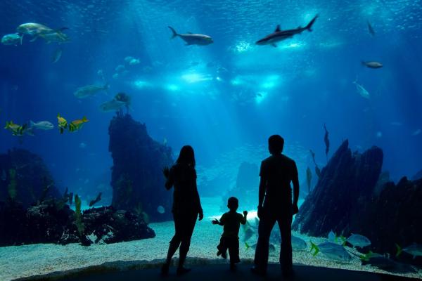 Family looking at a marine aquarium