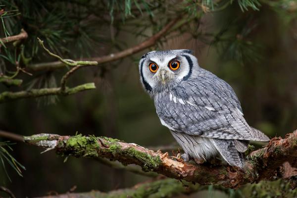 Owl Centre