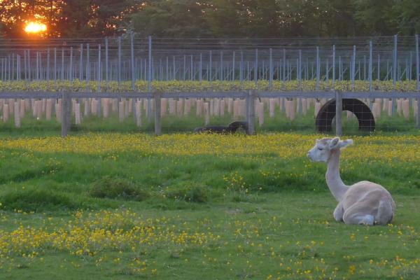 Alpaca sitting in a grass field at sunset