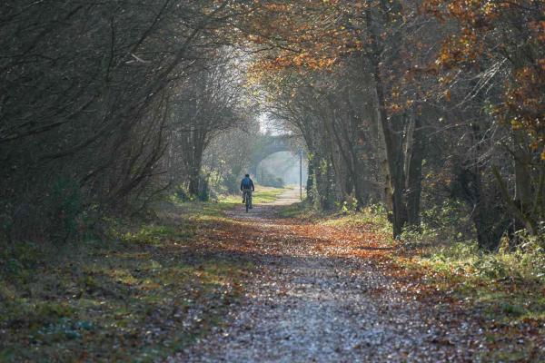 Cyclists on a countryside road lined with autumnal trees