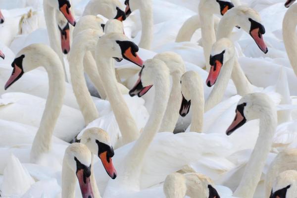 Abbotsbury Swannery