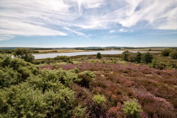 Arne Nature Reserve (RSPB)