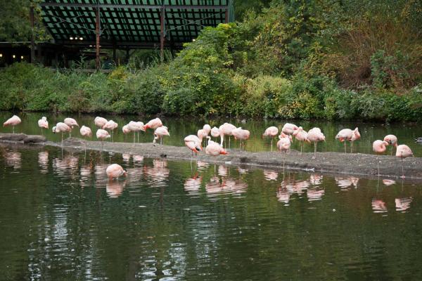 Flamingo Land