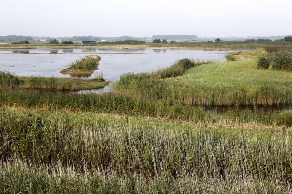 Minsmere Reserve