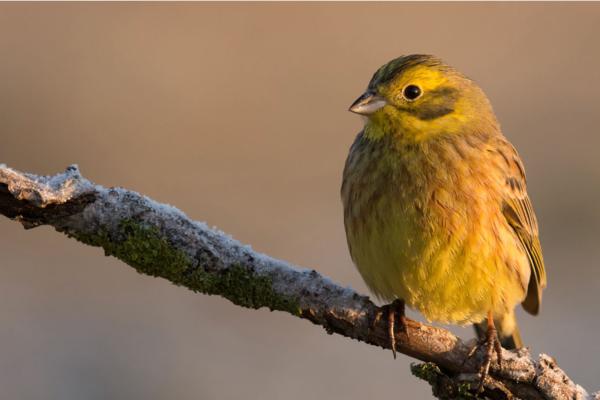 Small yellow feathered bird sitting on a tree branch