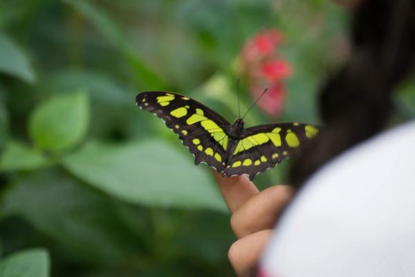 Butterfly on woman's hand in Rainforest