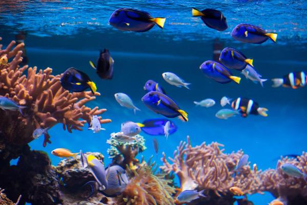 Image of an aquarium