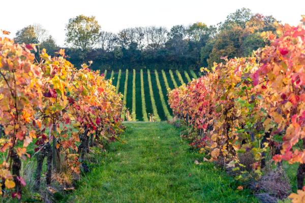 Denbies Wine Estate vineyard