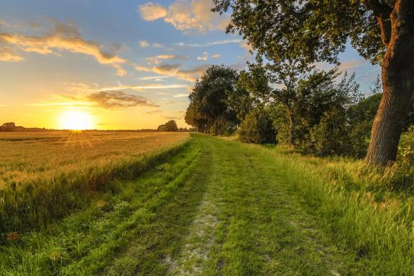 Wheat field along old oak track at sunset