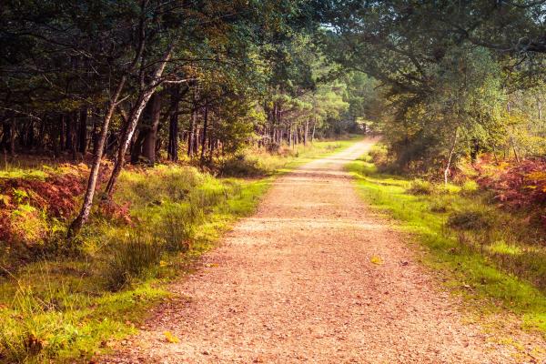 New Forest