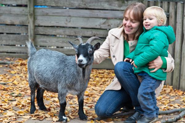 Farm showing family petting a goat