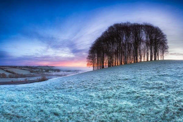 View of beach trees in a frosty field in devon