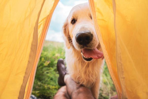 Golden retriever looking into open tent 