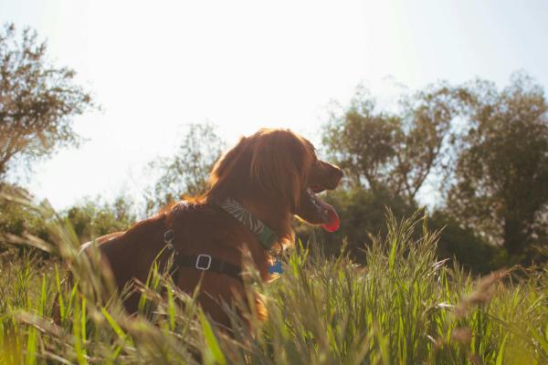 A dog in a field of a sunny day