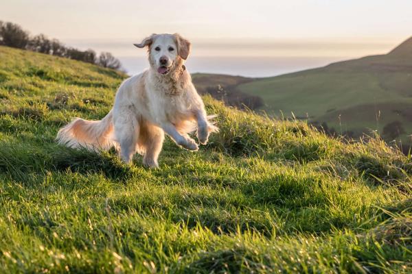 Dog jumping in an open grass field