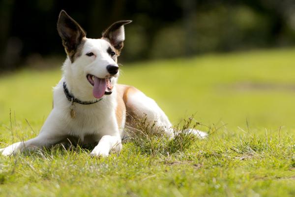 Dog sat on grass